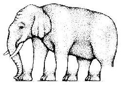 elephant