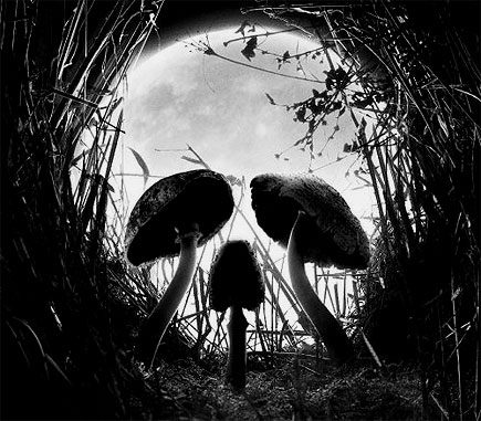 mushroom skull mushroom skull